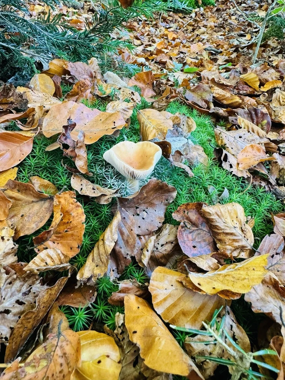 A wild mushroom among autumn leaves
